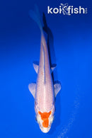 4.25" HARIWAKE