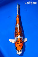 11.5" BENI KIKOKURYU