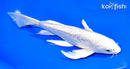 8" GINRIN PLATINUM OGON BUTTERFLY