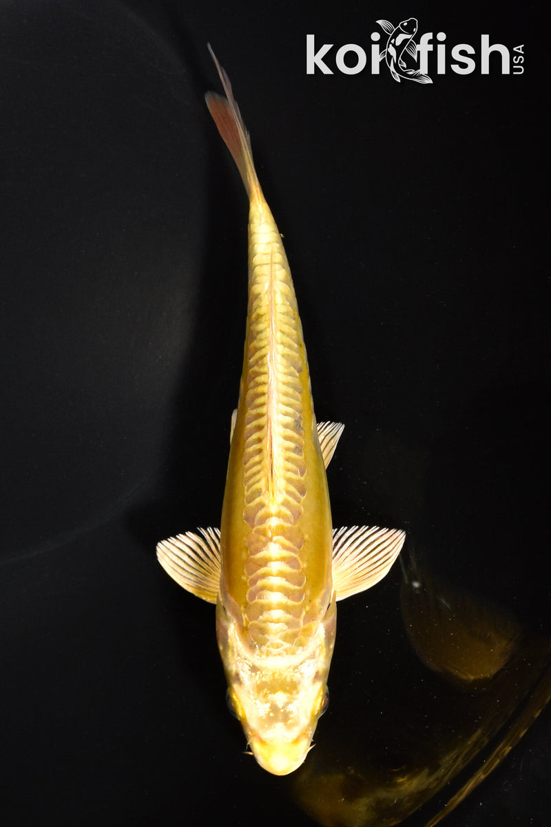 6.5" ARAGOKE YAMABUKI OGON