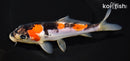 6.75" DOITSU GOSHIKI