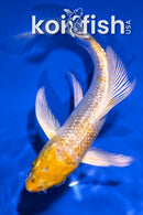 4" GINRIN LEMON HARIWAKE BUTTERFLY