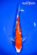 9.5" GINRIN KOHAKU