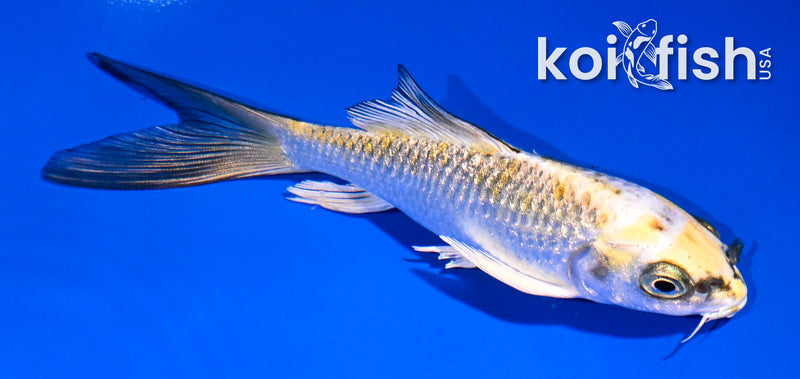 4.5" GINRIN YAMABUKI OGON