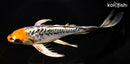 10" BENI KIKOKURYU BUTTERFLY