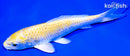 6.25" LEMON HARIWAKE