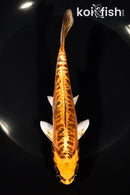 6.5" BENI KIKOKURYU