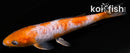 5.25" DOITSU OCHIBA SHIGURE