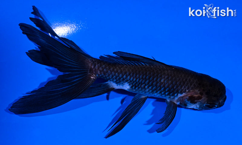 5.25" PANDA WATONAI GOLDFISH