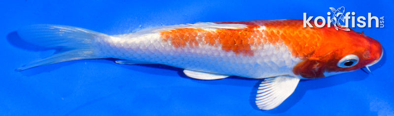5" HARIWAKE