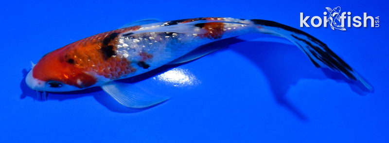 5.5" GINRIN SANKE BUTTERFLY