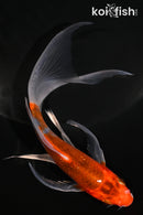 5.75" METALLIC GOROMO BUTTERFLY