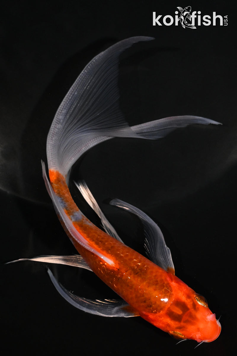 5.75" METALLIC GOROMO BUTTERFLY