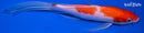9" KOHAKU BUTTERFLY