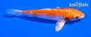 5" KIKUSUI