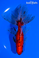 6.25" CALICO WATONAI GOLDFISH