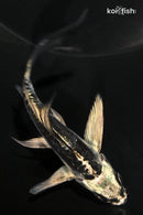 4.5" KIKOKURYU BUTTERFLY