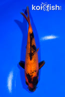 6.75" HI UTSURI