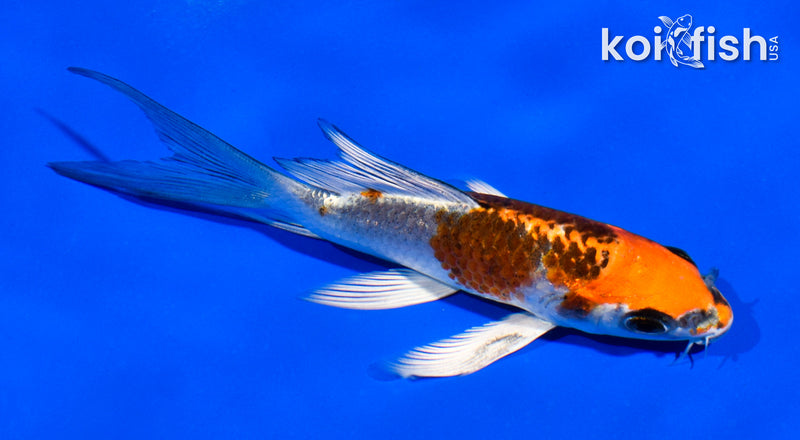 4.5" BENI GINGA BUTTERFLY