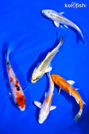 PACK OF (5) 4-5" STANDARD KOI