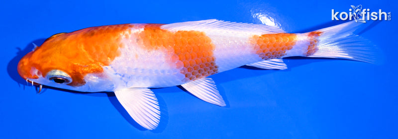 5.25" HARIWAKE