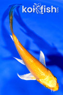 4" YAMABUKI OGON BUTTERFLY