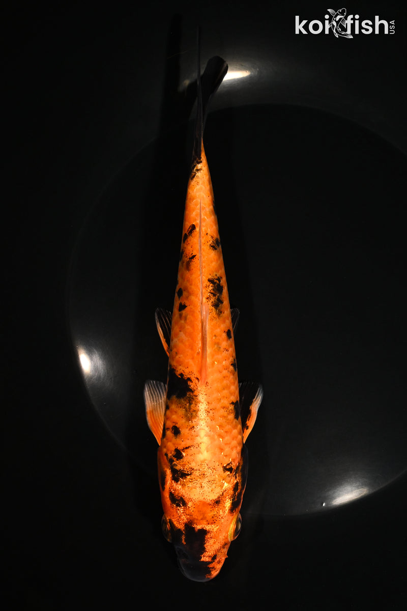 7.25" KIN HI UTSURI