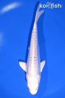 6" DOITSU PLATINUM OGON