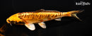 6.5" BENI KIKOKURYU