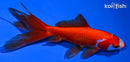 5" WATONAI GOLDFISH