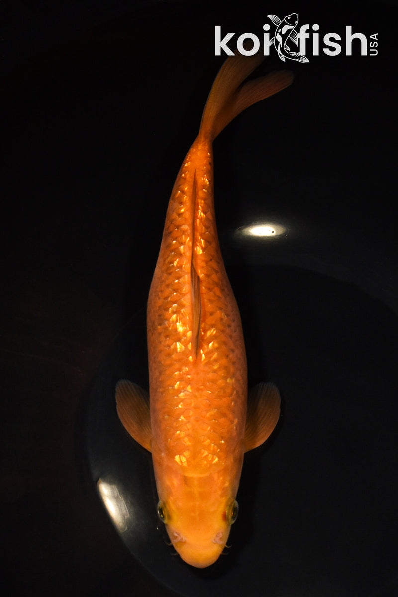8.5" GINRIN CHAGOI
