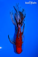 6.25" CALICO WATONAI GOLDFISH