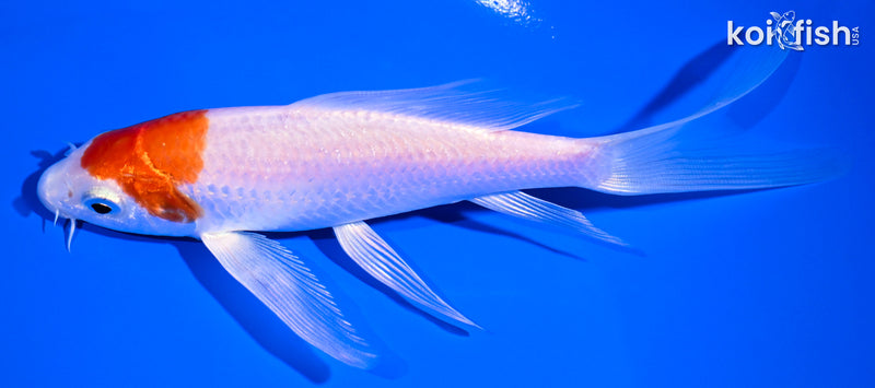 5.75" HARIWAKE BUTTERFLY