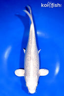 11" GINRIN PLATINUM OGON