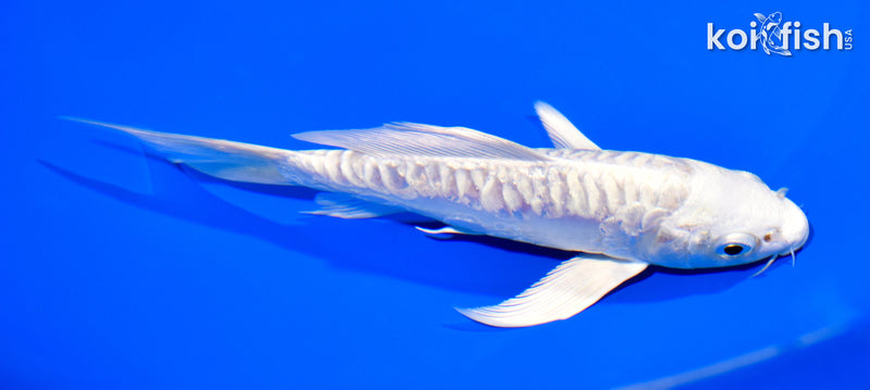 6" DOITSU PLATINUM OGON BUTTERFLY