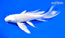 7.5" PLATINUM OGON BUTTERFLY
