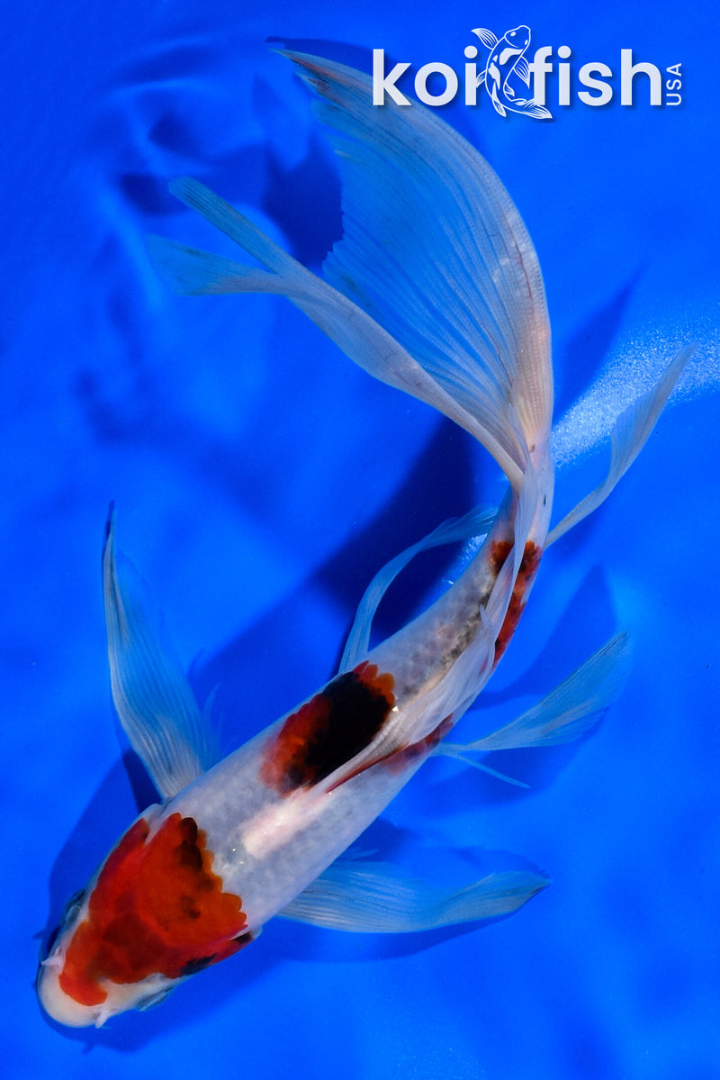 8" GOROMO BUTTERFLY