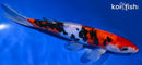 9" DOITSU SANKE