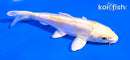 4.5" DOITSU LEMON HARIWAKE