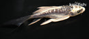 5" GINRIN KIKOKURYU BUTTERFLY