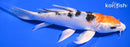 7" YAMATO NISHIKI BUTTERFLY