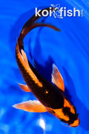 7" ORENJI MATSUBA BUTTERFLY