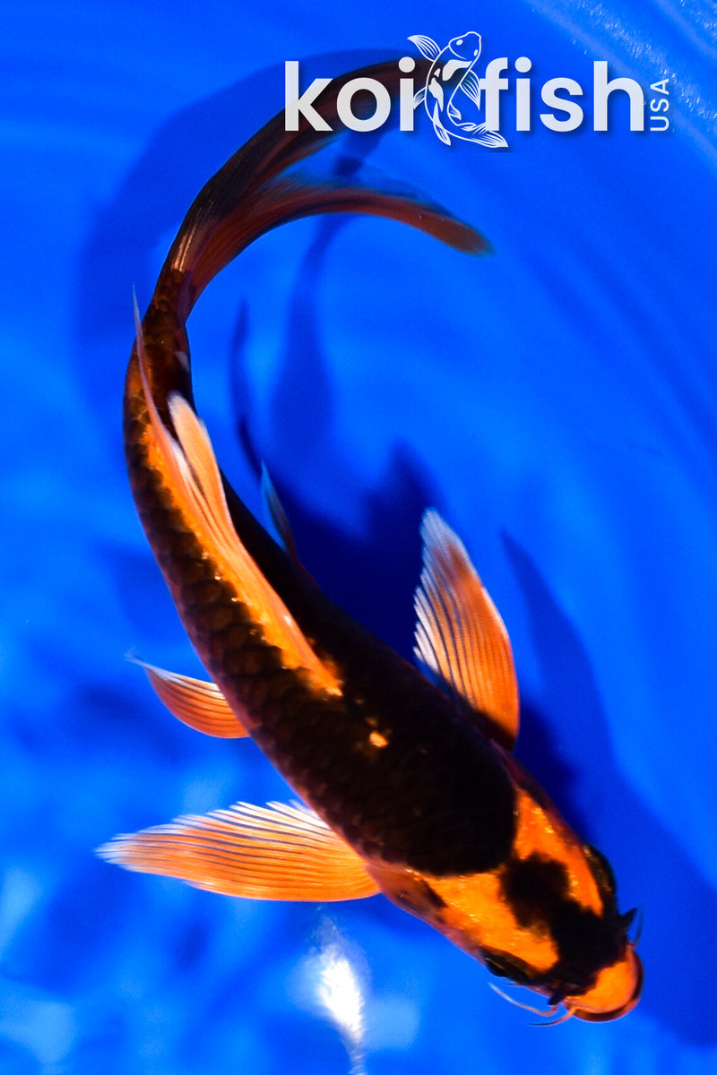 7" ORENJI MATSUBA BUTTERFLY