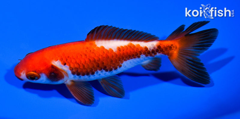 4.75" WAKIN GOLDFISH