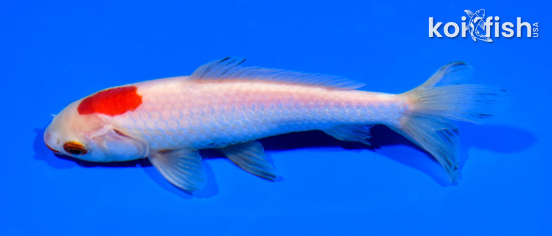5.5" WAKIN GOLDFISH