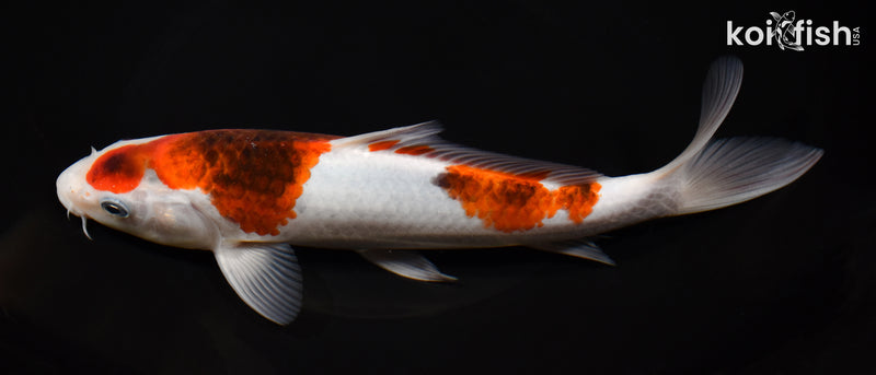 8.75" GOROMO