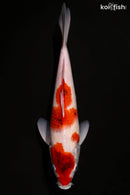 11.75" GOROMO