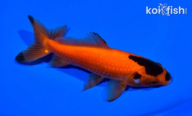 5.25" WAKIN GOLDFISH