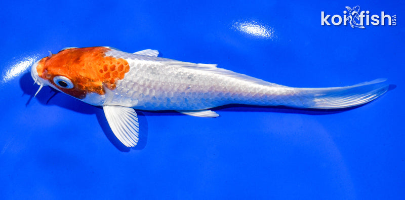 6" HARIWAKE