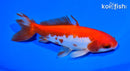 5.5" SARASA WAKIN GOLDFISH